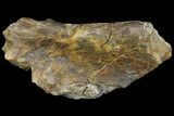 Permian Amphibian Fossil Bone - Texas #153756-1